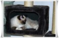 /album/kitty/kitty-04-jpg/